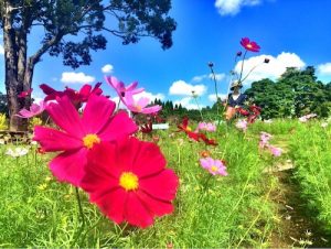 【10月中旬〜11月上旬が見頃!】鹿児島市のコスモス