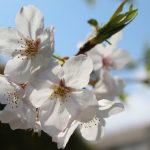 今が見頃!鹿児島のオススメ花見スポット6選!