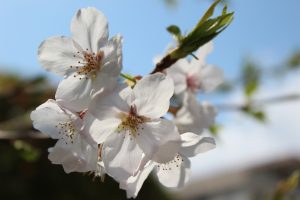 今が見頃!鹿児島のオススメ花見スポット6選!