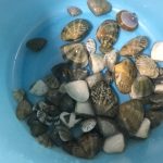 【おしゃれ自炊】潮干狩りin鹿児島で獲った貝を食べてみた！
