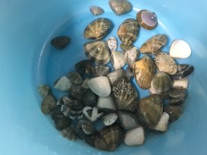 【おしゃれ自炊】潮干狩りin鹿児島で獲った貝を食べてみた!