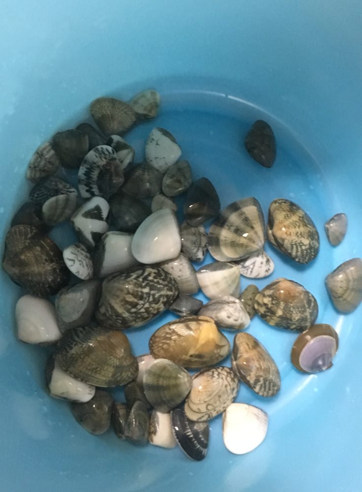 おしゃれ自炊 潮干狩りin鹿児島で獲った貝を食べてみた