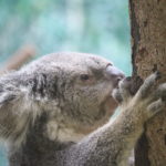 【おトクで楽しい！】鹿児島市内･主要施設の年間パスポートをまとめてみた