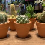 【一人暮らしにぴったり】花屋で働くINFO女子が勧める観葉植物5選!