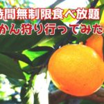 【時間無制限食べ放題】みかん狩りに行ってみた🍊in鹿児島市